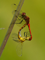 b5360 V�ka rud� (Sympetrum sanguineum)