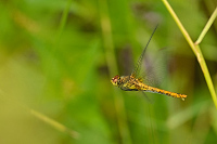 b5531 V�ka rud� (Sympetrum sanguineum)