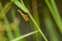 b5572 V�ka rud� (Sympetrum sanguineum)
