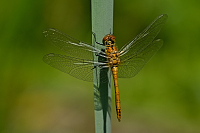 c3230. V�ka rud� (Sympetrum sanguineum)