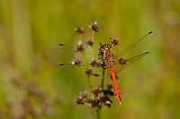 d1707. V�ka rud� (Sympetrum sanguineum)