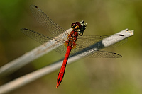 d1853. V�ka rud� (Sympetrum sanguineum)