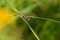 d2369. V�ka rud� (Sympetrum sanguineum)