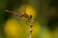 e2056. V�ka rud� (Sympetrum sanguineum)