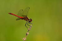 e2134. V�ka rud� (Sympetrum sanguineum)