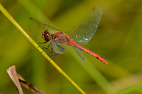 f3707. V�ka rud� (Sympetrum sanguineum)