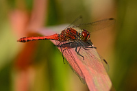 g3161. V�ka rud� (Sympetrum sanguineum)