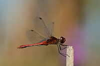 g3743. V�ka rud� (Sympetrum sanguineum)