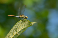 j1663. V�ka rud� (Sympetrum sanguineum)