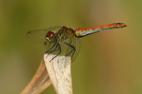 j1903. V�ka rud� (Sympetrum sanguineum)