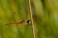 Vka rumlkov (Sympetrum depressiusculum)