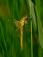 d1569. Vka rumlkov (Sympetrum depressiusculum)