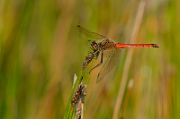 d3395. Vka rumlkov (Sympetrum depressiusculum)