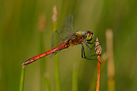 d3431. Vka rumlkov (Sympetrum depressiusculum)