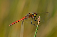 d3486. Vka rumlkov (Sympetrum depressiusculum)
