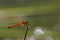 d3600. Vka rumlkov (Sympetrum depressiusculum)
