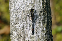 	8222.	 Vka tmav (Sympetrum danae)