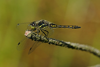 	A3755	 Vka tmav (Sympetrum danae)