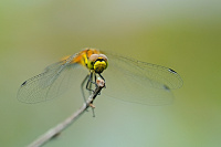 	A5545	 Vka tmav (Sympetrum danae)