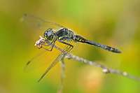 	A5554	 Vka tmav (Sympetrum danae)