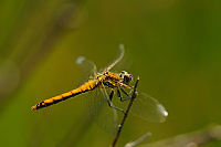 	A5597	 Vka tmav (Sympetrum danae)