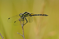 	A5792	 Vka tmav (Sympetrum danae)