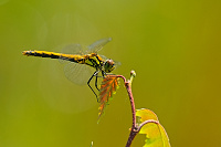 	A5816	 Vka tmav (Sympetrum danae)
