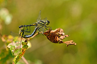 	A5841	 Vka tmav (Sympetrum danae)