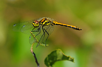 	A6873	 Vka tmav (Sympetrum danae)