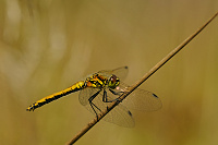 	A6945	 Vka tmav (Sympetrum danae)