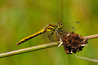 	A6958	 Vka tmav (Sympetrum danae)