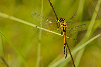 	A6970	 Vka tmav (Sympetrum danae)