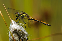	A6981	 Vka tmav (Sympetrum danae)