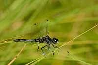 b6786 Vka tmav (Sympetrum danae)