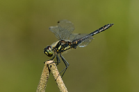 c10470 Vka tmav (Sympetrum danae)
