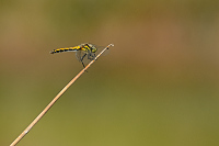 c10500 Vka tmav (Sympetrum danae)