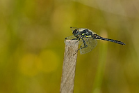 c8418. Vka tmav (Sympetrum danae)