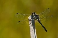 c8440. Vka tmav (Sympetrum danae)