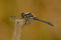 c8450. Vka tmav (Sympetrum danae)
