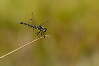 c8507. Vka tmav (Sympetrum danae)