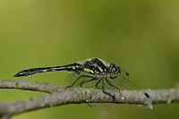 c8563. Vážka tmavá (Sympetrum danae)
