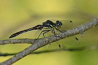 c8603. Vka tmav (Sympetrum danae)
