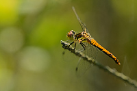 e2278. Vka tmav (Sympetrum danae)
