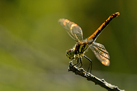 e2334. Vka tmav (Sympetrum danae)