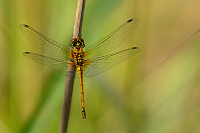 e2445. Vka tmav (Sympetrum danae)