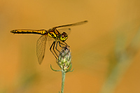 e2494. Vka tmav (Sympetrum danae)