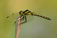 e2573. Vka tmav (Sympetrum danae)