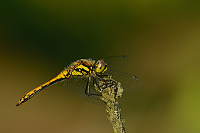 e2627. Vka tmav (Sympetrum danae)