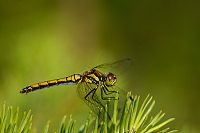 e2646. Vka tmav (Sympetrum danae)