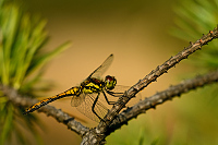 e2656. Vka tmav (Sympetrum danae)